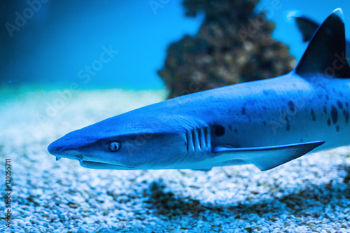 Shark closeup