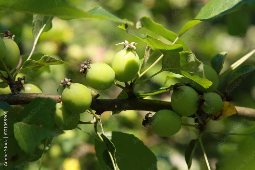 Apples on the branch