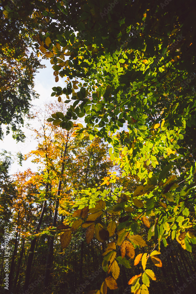 Abstract autumn forest view Abstract autumn forest view