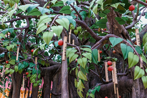 Wish tree hung with poles of bamboo with wishes written on them in Ngong Ping village, Lantau Island, Hong Kong