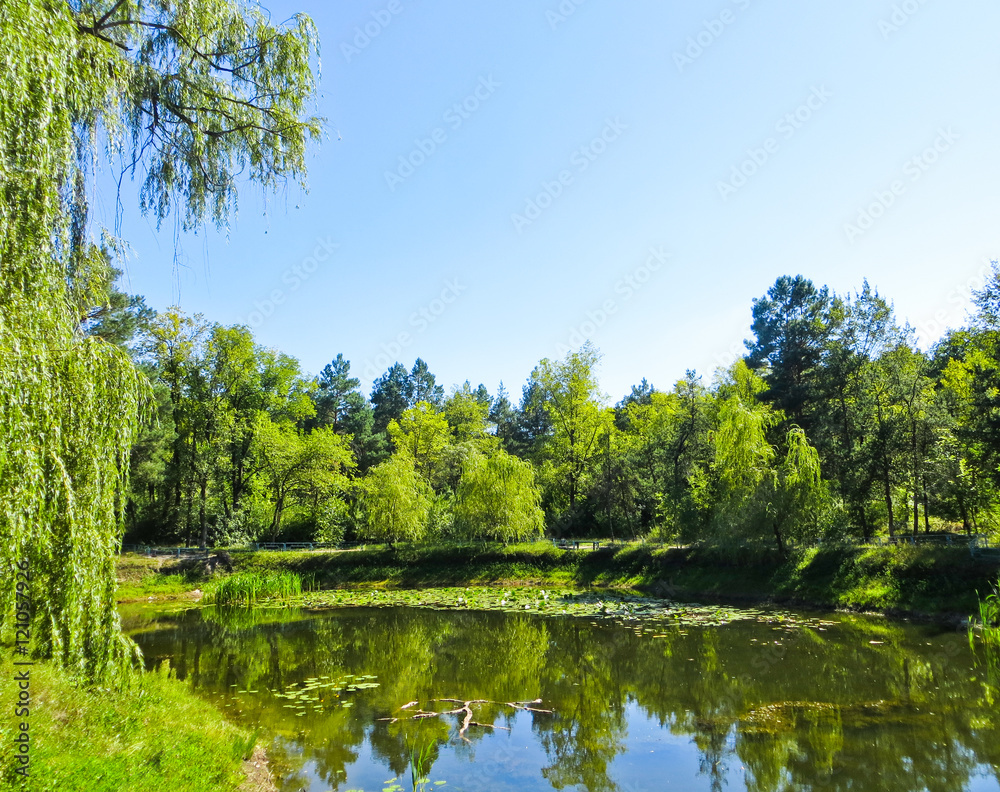 Beautiful pond on summer day