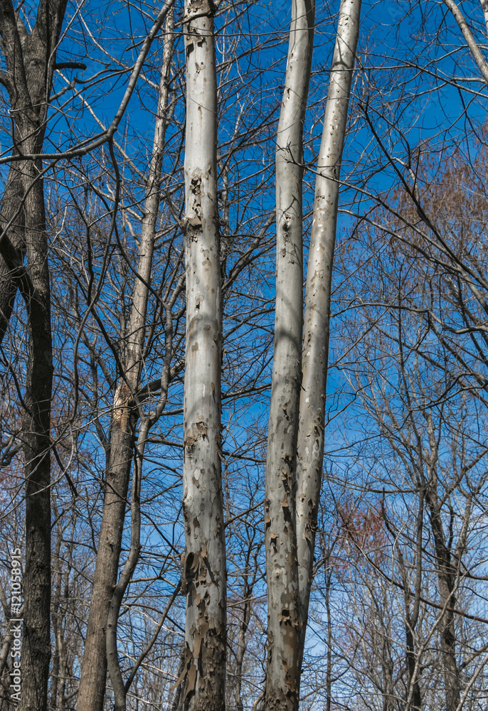 Fototapeta premium Three Trees