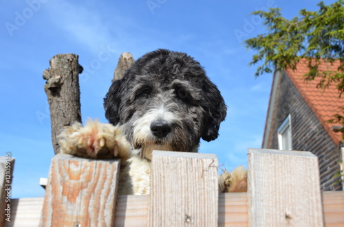 Süßer Aussiedoodle