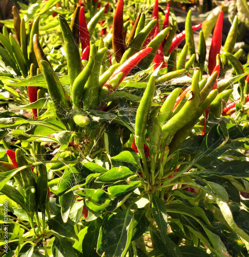 Hot Chili and Spider Web/ Hot red chili i a garden with a spider web photo