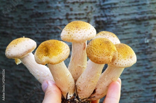 Королевские Опята Фото Королевские Опята Фото