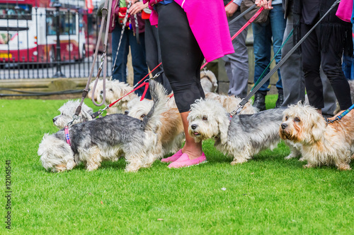 owner meeting of the Dandie Dinmont Terrier photo