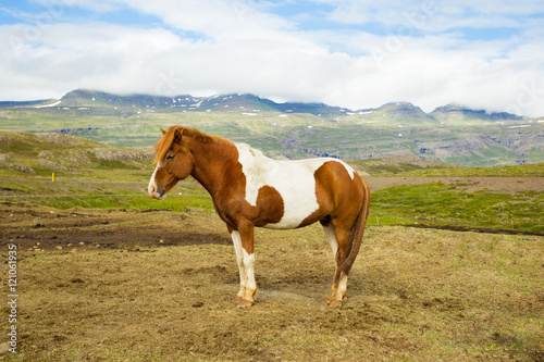 Iceland horse © ale_koziura