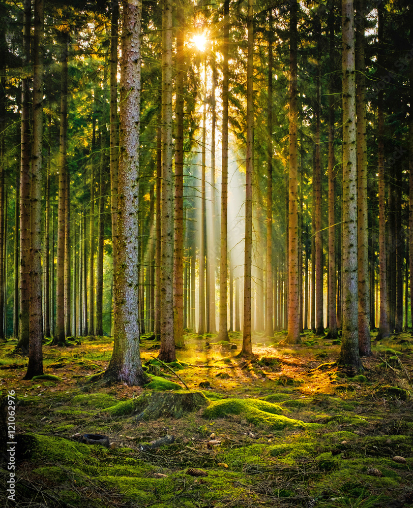 Obraz premium Promienie słoneczne w lesie iglastym w porannej mgle