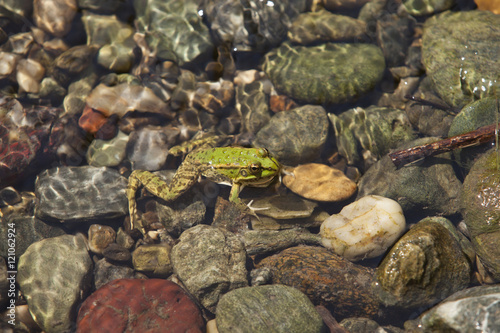 green frog  