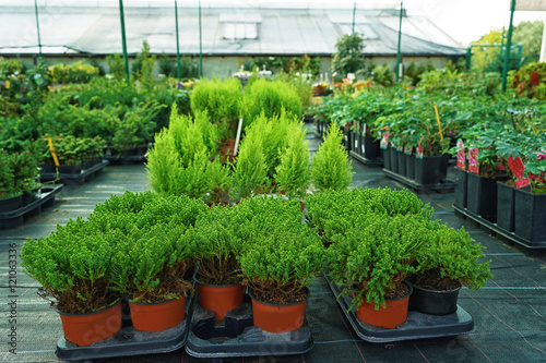 Different conifer trees in pots