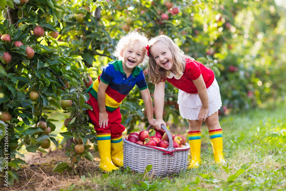 Fototapeta premium Kids picking apples in fruit garden