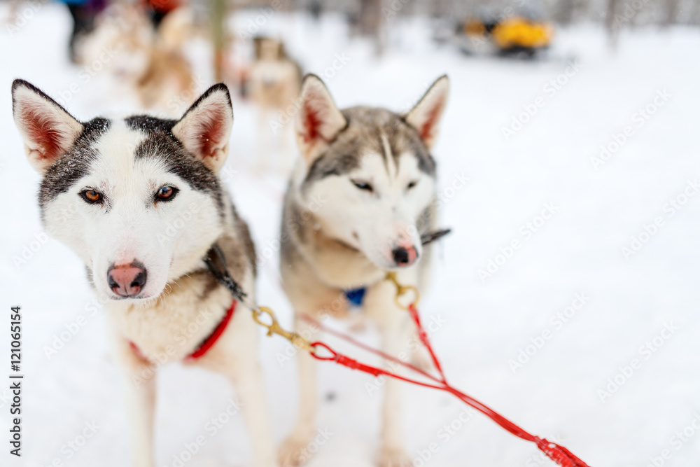 Husky safari Husky safari