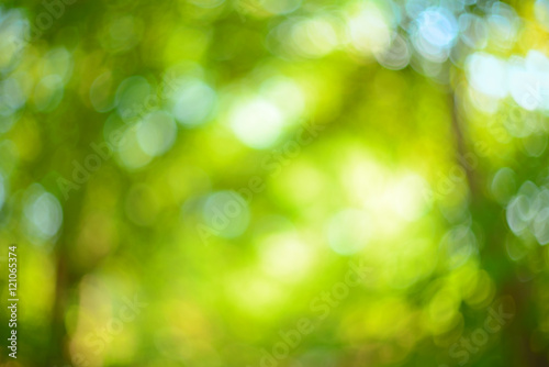 Foliage blur background