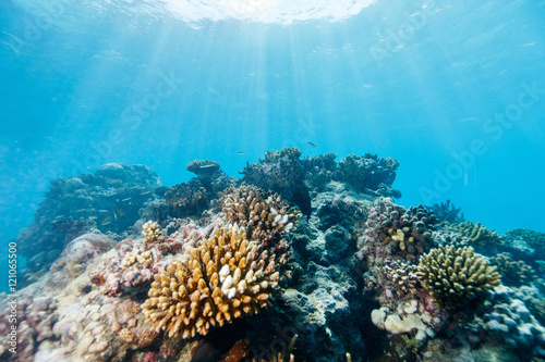 Rafa koralowa pod wodą
