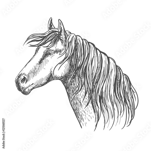 White horse with mane along neck sketch portrait