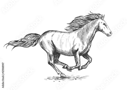 Running gallop white horse sketch portrait