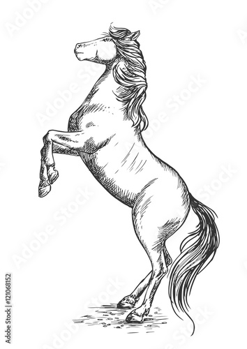 White horse rearing on hind hoof sketch portrait
