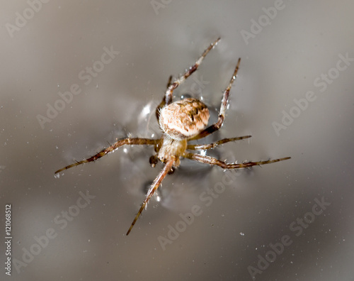 Spider on the water surface. macro