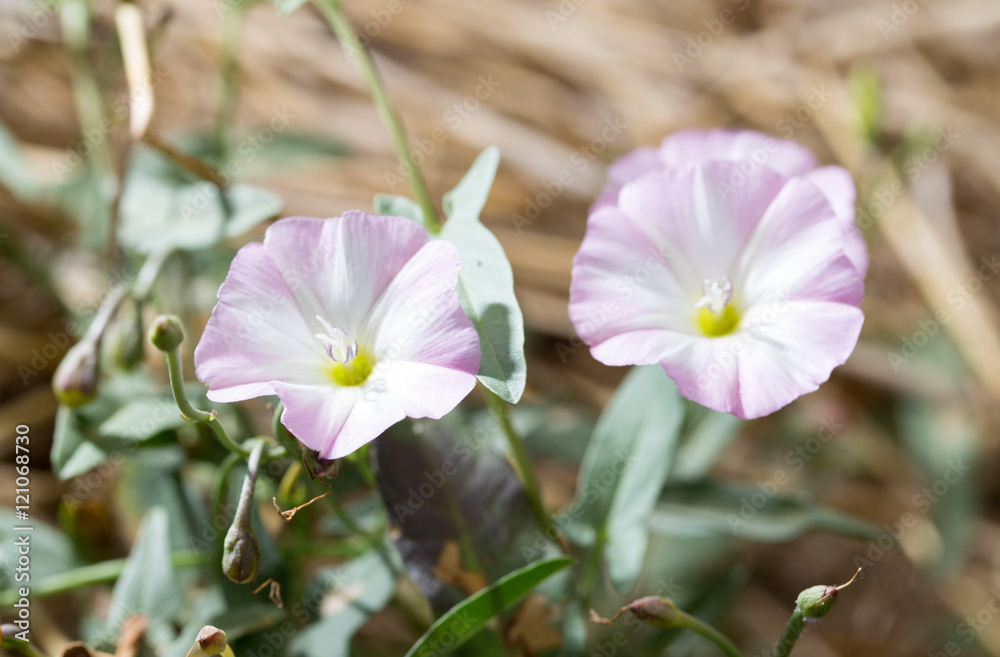 Fototapeta premium beautiful white flower in nature