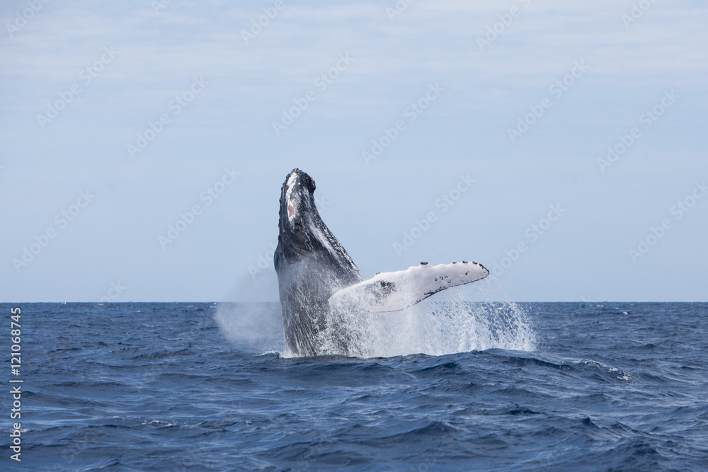 Naklejka premium Humpback Whale Breaching