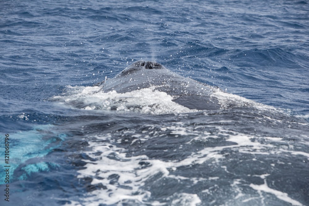 Humpback Whale Using Blow Hole to Breathe Humpback Whale Using Blow Hole to Breathe