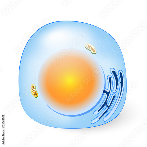 human or animal cell