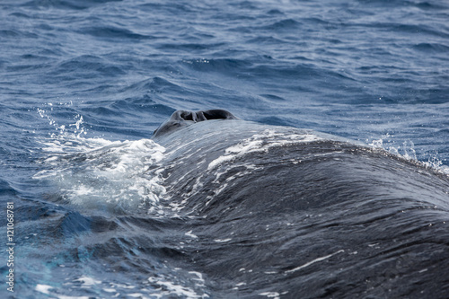 Humpback Whale Blow Hole at Surface Breathing © ead72