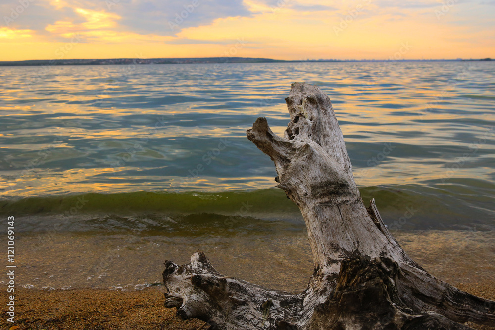 coastline of  lake with snag