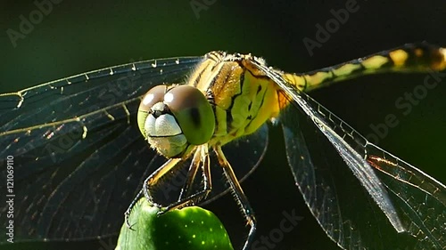 Dragonfly lands on a leaves in tropical rain forest. 