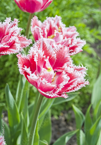 Terry fringed pink tulip photo