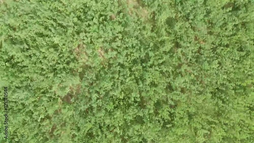 Wallpaper Mural Prato dall'alto movimento drone Torontodigital.ca