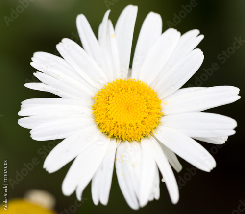 beautiful white flower in nature