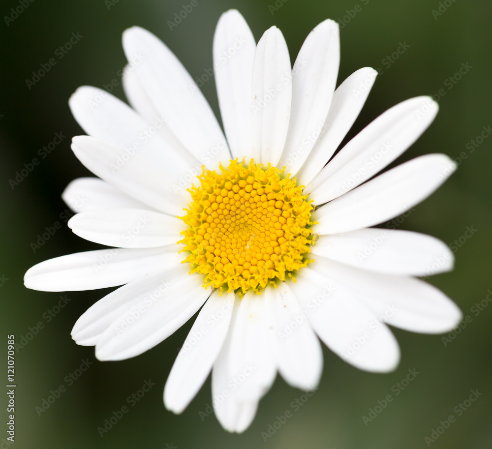beautiful white flower in nature beautiful white flower in nature