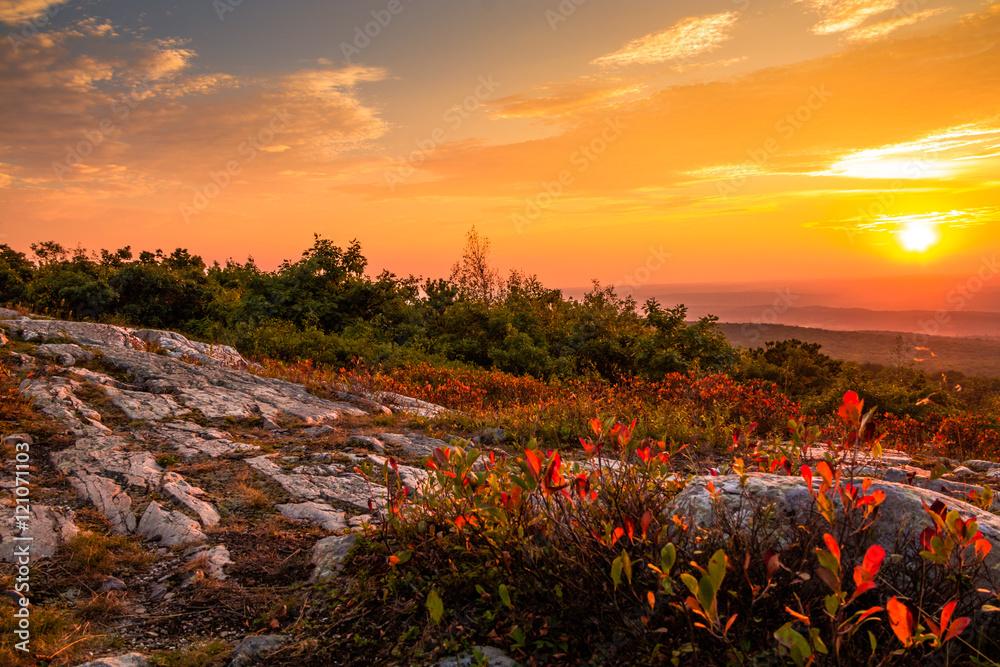 Blueberry bushes turn a beautiful vivid red in early autumn as the sun sets at the top of High Point State Park, New Jersey - obrazy, fototapety, plakaty 