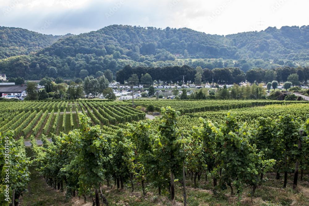 Wineyard German Region Moselle River Winningen 2