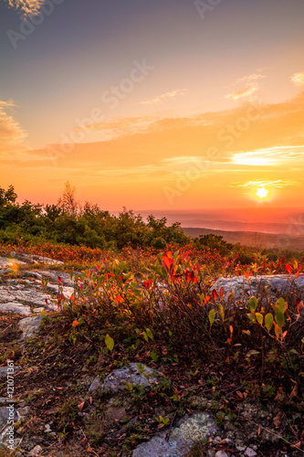 Blueberry bushes turn a beautiful vivid red in early autumn as the sun sets at the top of High Point State Park, New Jersey, portrait