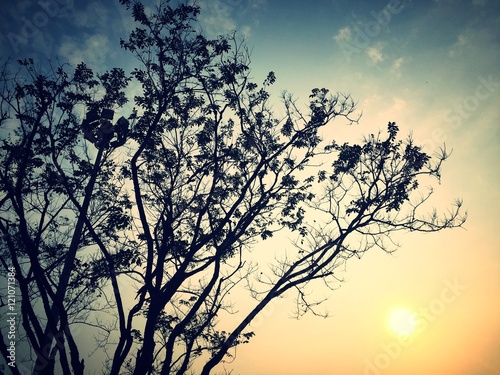 Tree silhouette and sky