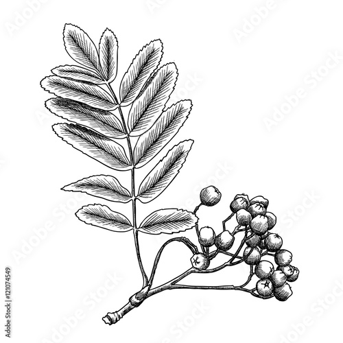 Detailed and precise ink drawing of rowan or rowanberry. Berries and rowan berries with leaves, hand drawn in rustic design, classic drawing element of sorb, wild ash, pit or rowan-tree. Vector.