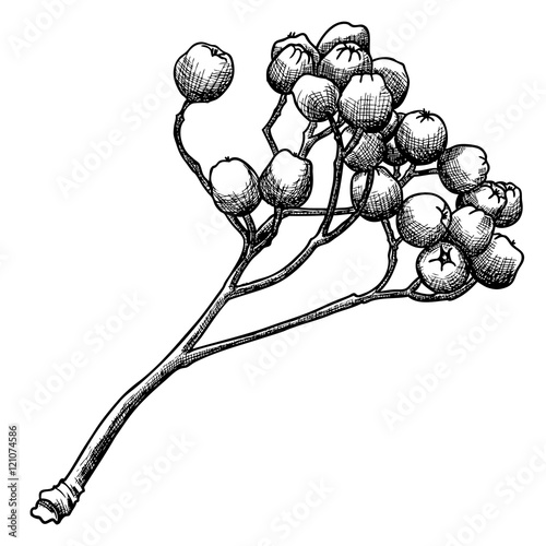Detailed and precise ink drawing of rowan or rowanberry. Berries and rowan berries without leaves, hand drawn in rustic design, classic drawing element of sorb, wild ash, pit or rowan-tree. Vector.