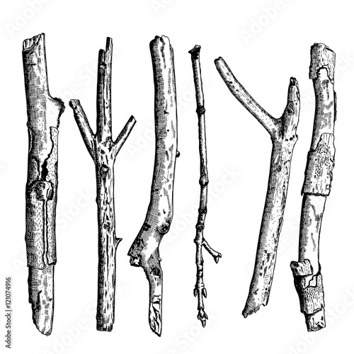 Set of detailed and precise ink drawing of wood twigs, forest collection, natural tree branches, sticks, hand drawn driftwoods forest pickups bundle. Rustic design, classic drawing elements. Vector. 