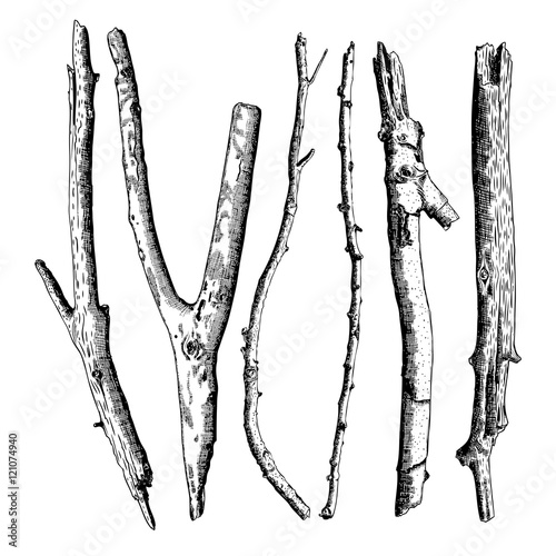 Hand drawn twig branches set. Ink illustration wood twig collection, isolated nature forest object, tree branch, stick bundle. Highly detailed ink art classic drawing elements. Vector.
