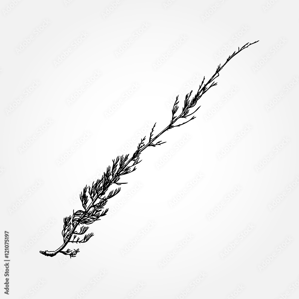 Fototapeta premium Hand drawn herbal plants or wild grass, sketch of wild flowers and cereal herbs, botanical drawing of floral elements. Vector.