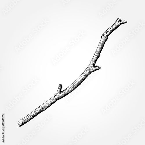 Fotografie, Obraz Detailed and precise ink drawing wood twig, isolated on white forest object, natural tree branch, stick, hand drawn driftwood forest floor pickups
