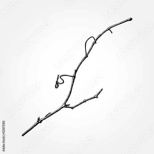 Detailed and precise ink drawing wood twig, isolated on white forest object, natural tree branch, stick, hand drawn driftwood forest floor pickups. Rustic design, classic drawing element. Vector.