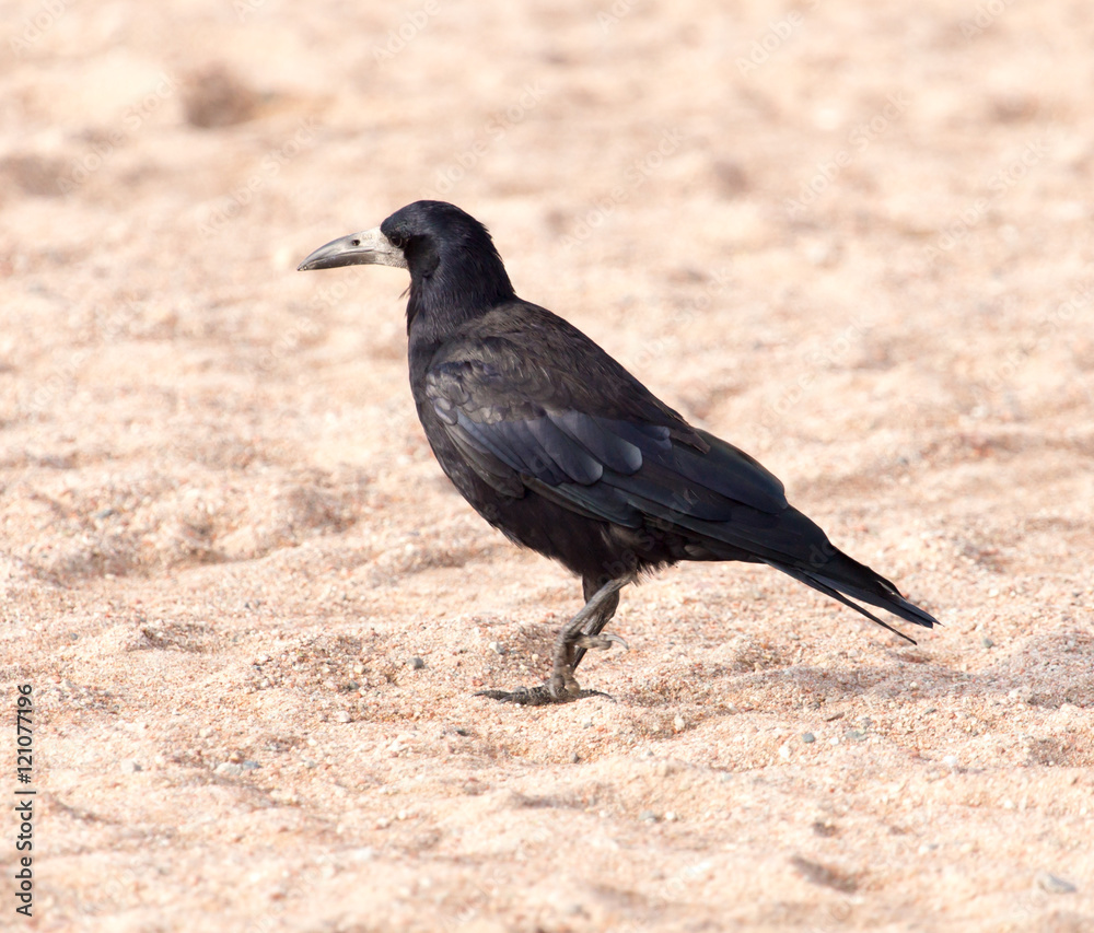 Fototapeta premium black crow on the sand