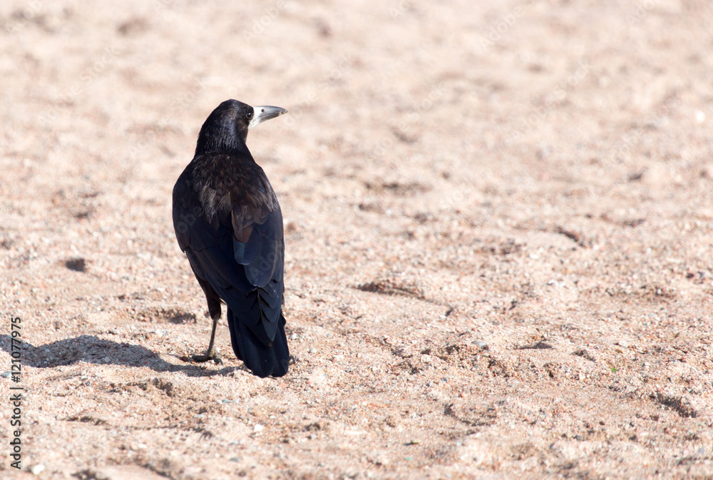 Obraz premium black crow on the sand
