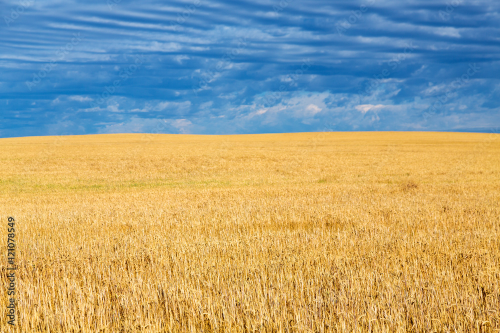 Farm fields near Billings, Montana on a summer day. 