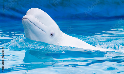 Leinwand Poster white dolphin in the pool