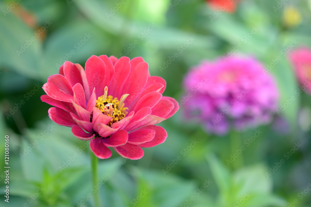 Photography zinnia