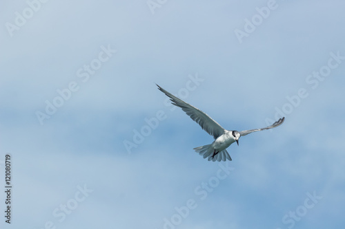 Tern Bird in the sky